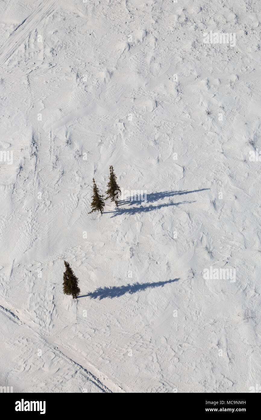Vue aérienne de trois épinettes en hiver, 275 km au nord du cercle arctique, Territoires du Nord-Ouest, Canada. Banque D'Images