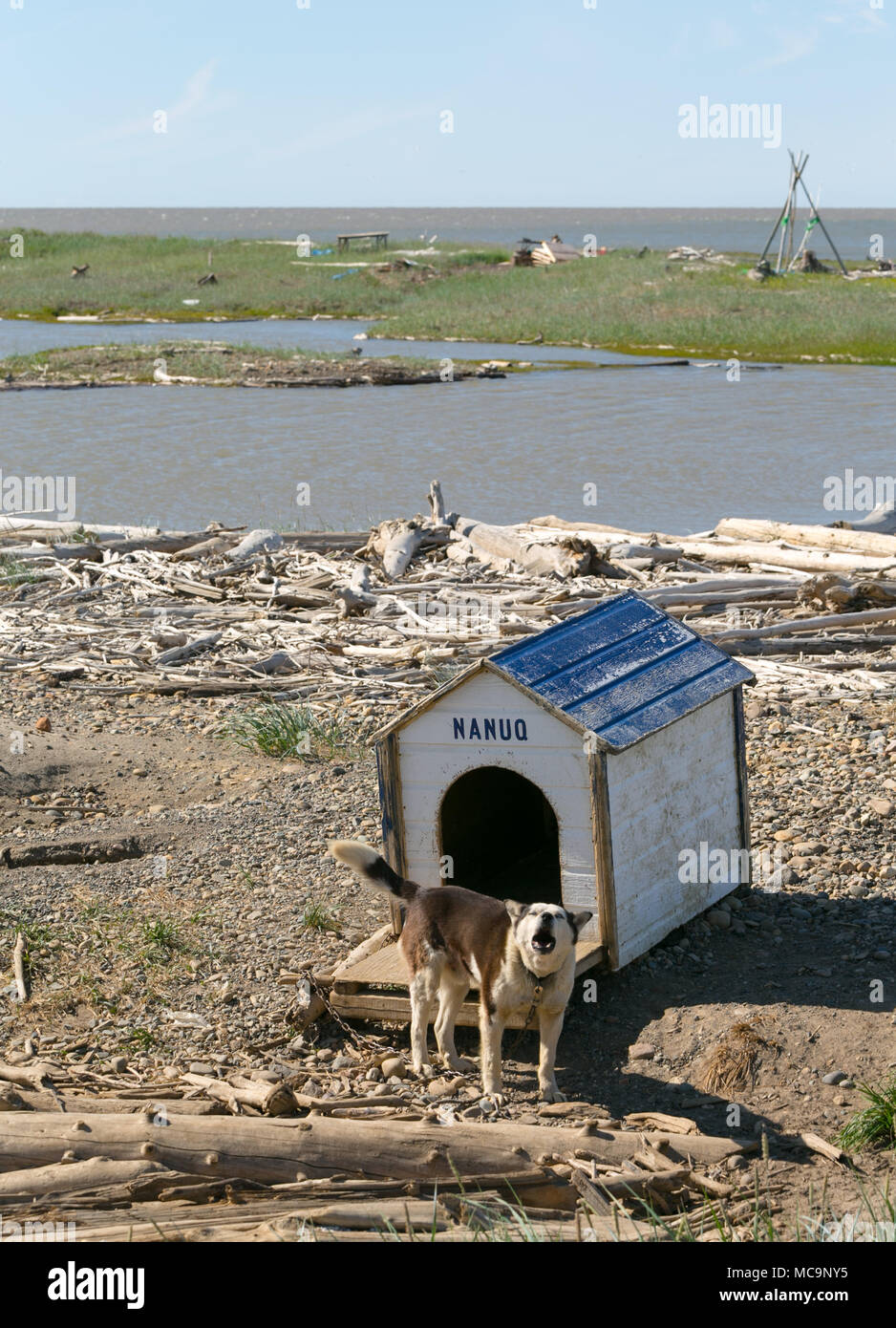 Chien d'aboiement canin enchaîné à sa maison de chien en bois, le long des rives de l'océan Arctique, Tuktoyaktuk, Territoires du Nord-Ouest, Canada. Banque D'Images