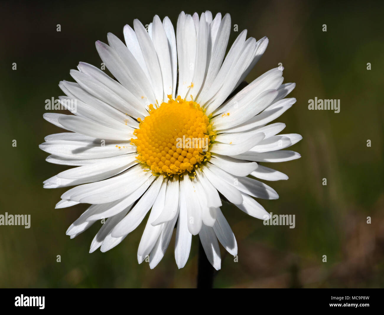 Fleur de Marguerite Banque D'Images