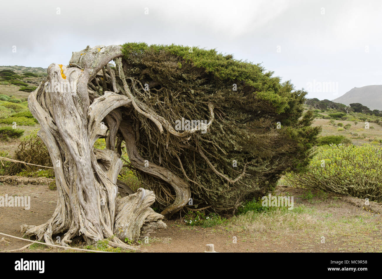 Le vent de la Dehesa de Juniper tree, El Hierro, île des Canaries, Espagne. Banque D'Images