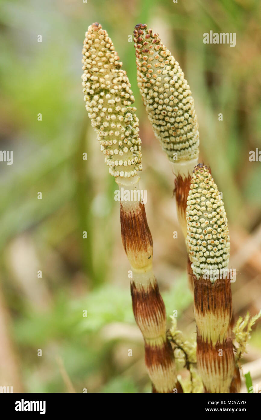Les nouvelles de Prêle (Equisetum arvense), souvent appelé queue de la mare par de plus en plus le côté d'une rivière dans le Royaume-Uni, au printemps. Banque D'Images