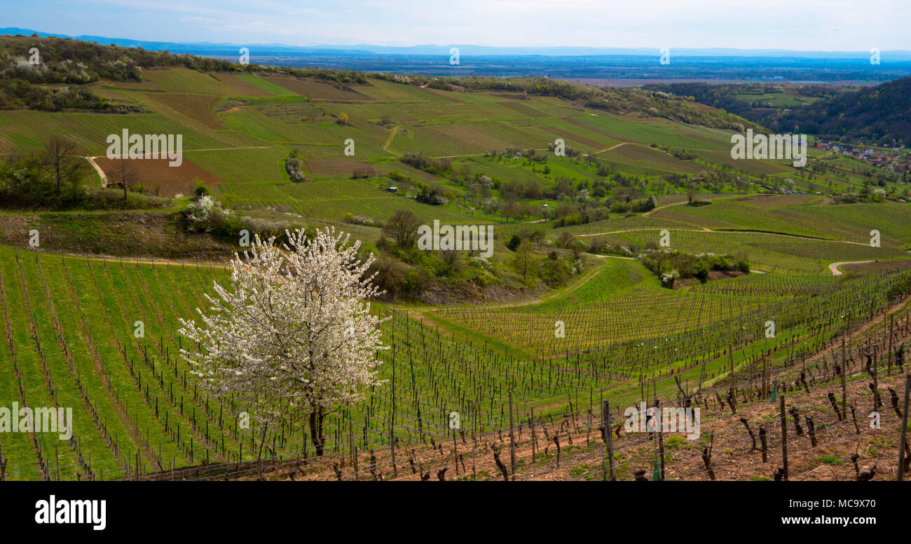 Beau printemps à Westhalten en Alsace, France Banque D'Images