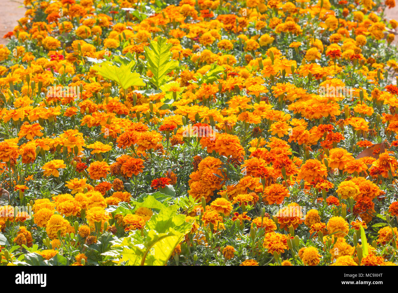 Fleurs De Fleurs Dans Le Jardin Fleur Jauneorange Le