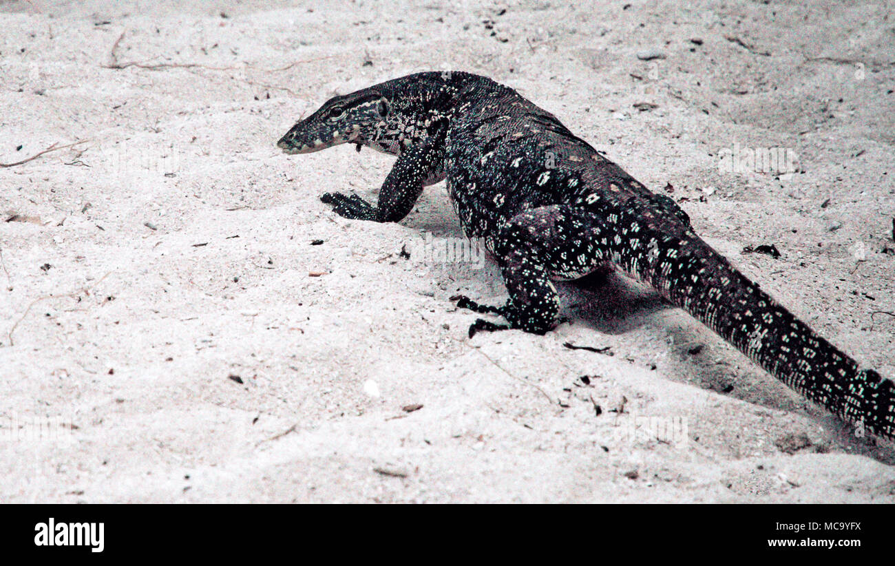 Un lézard de Malaisie Banque D'Images