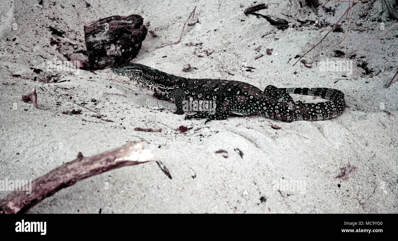 Un lézard de Malaisie Banque D'Images