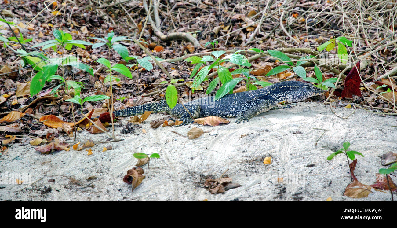 Un lézard de Malaisie Banque D'Images