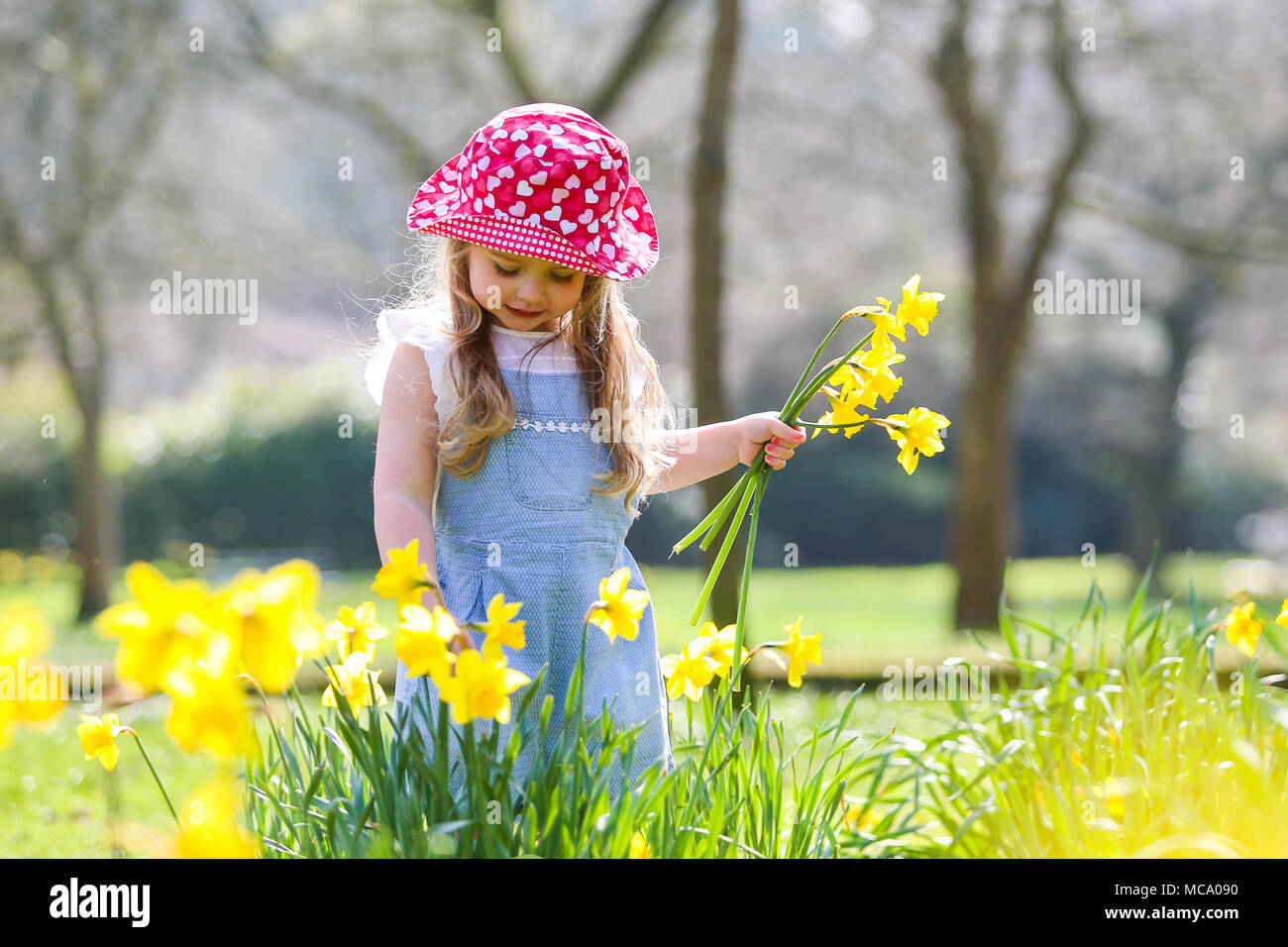 Une jolie jeune fille de quatre ans est parmi printemps jonquilles, UK Banque D'Images