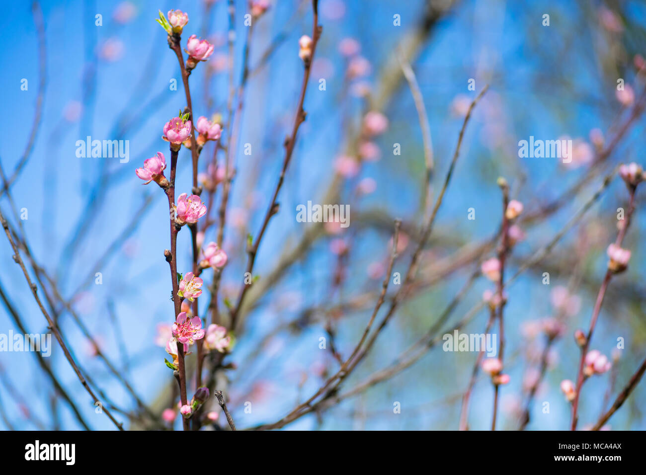 Głębowice, Pologne. 14 avril 2018. Arbre de la pêche (Prunus persica (L.) Batsch). Une autre belle journée de printemps. Rapidement la nature vient à la vie. Credit : w124merc / Alamy Live News Banque D'Images