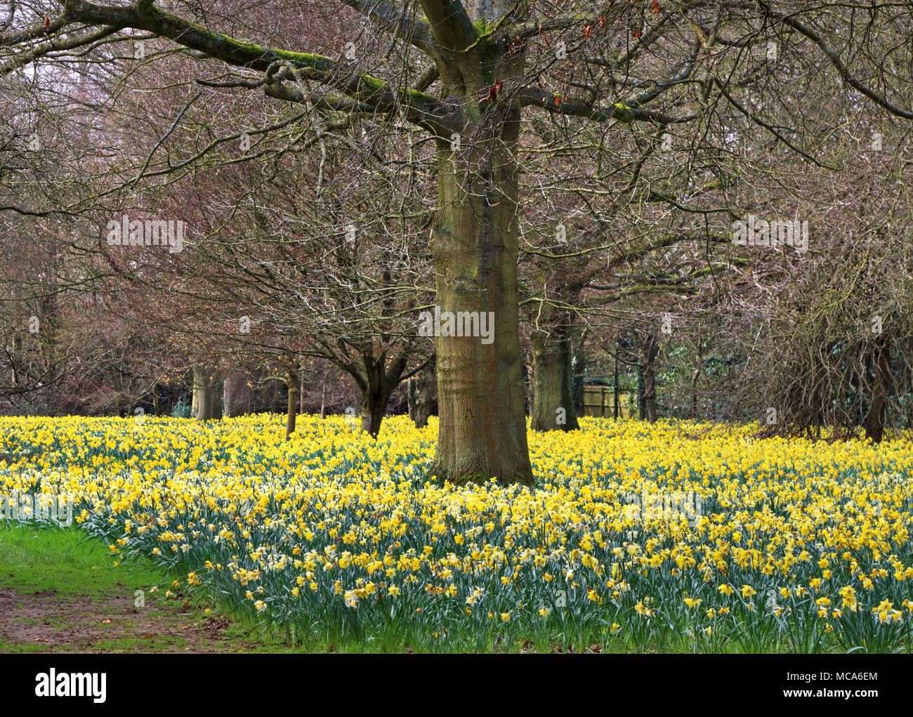 Ascott, Buckinghamshire, 14 avril 2018. Météo France : Les visiteurs apprécient les jonquilles et fleurs de printemps à l'Ascott, nr Wing, España le samedi 14 avril 2018 Photo de Keith Mayhew Banque D'Images