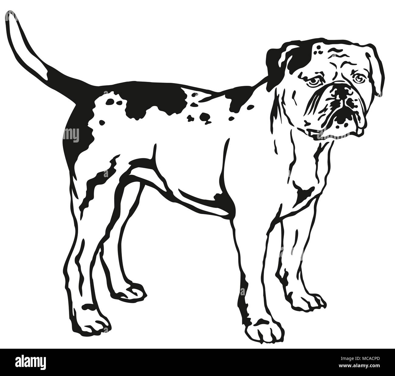 Portrait de décoration de standing dans profil American Bulldog, vector illustration en couleur noir isolé sur fond blanc Illustration de Vecteur