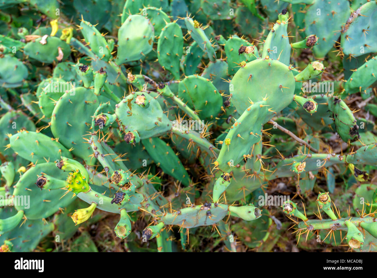 Genre d'Opuntia Cactus Banque D'Images