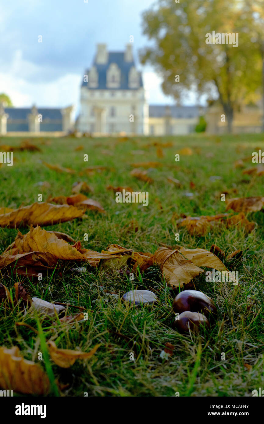 Le Marronnier tombé graines et les feuilles (conkers) à l'automne en France. Banque D'Images