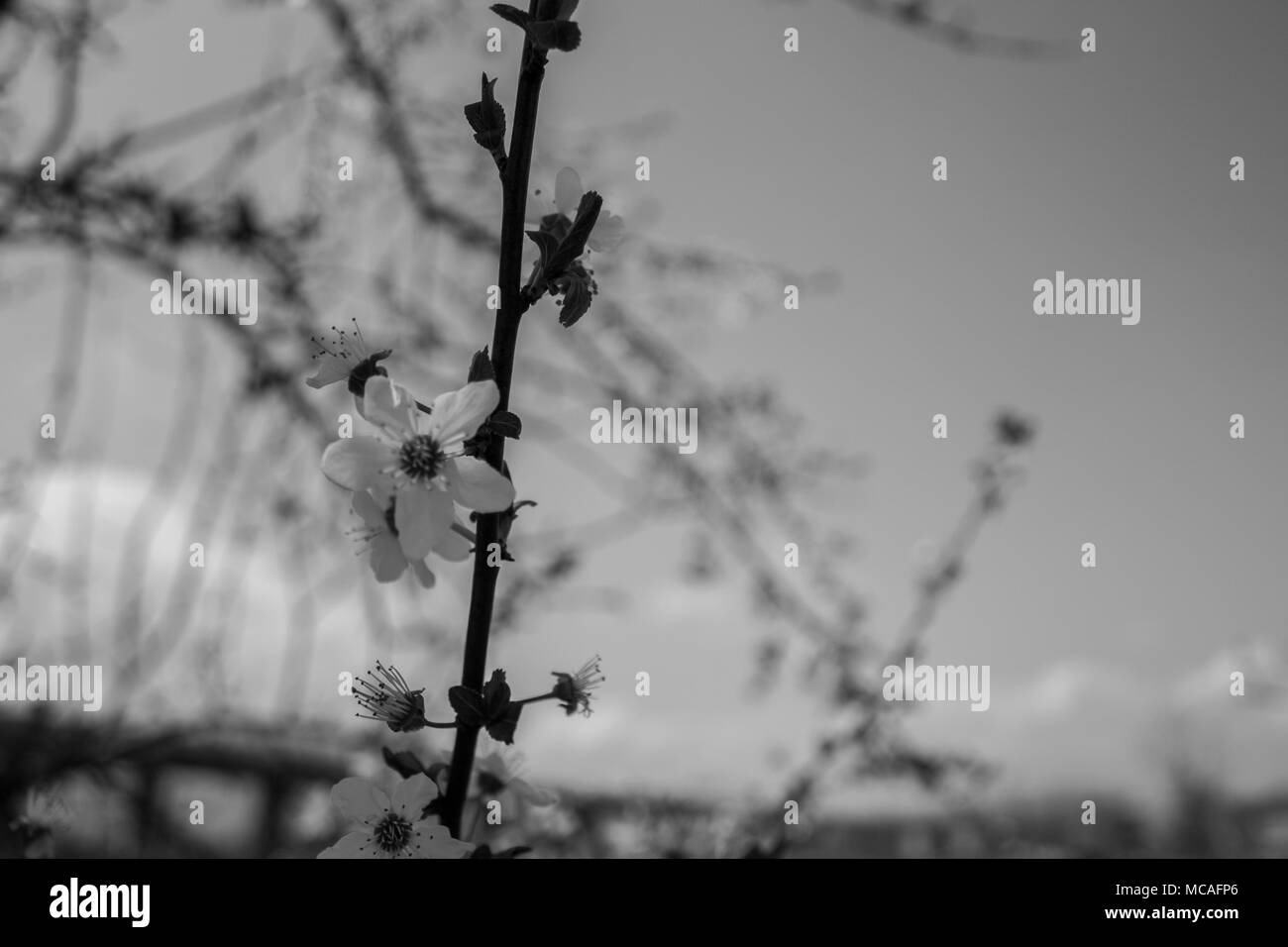 Close up of tree blossom avec arrière-plan flou. Banque D'Images