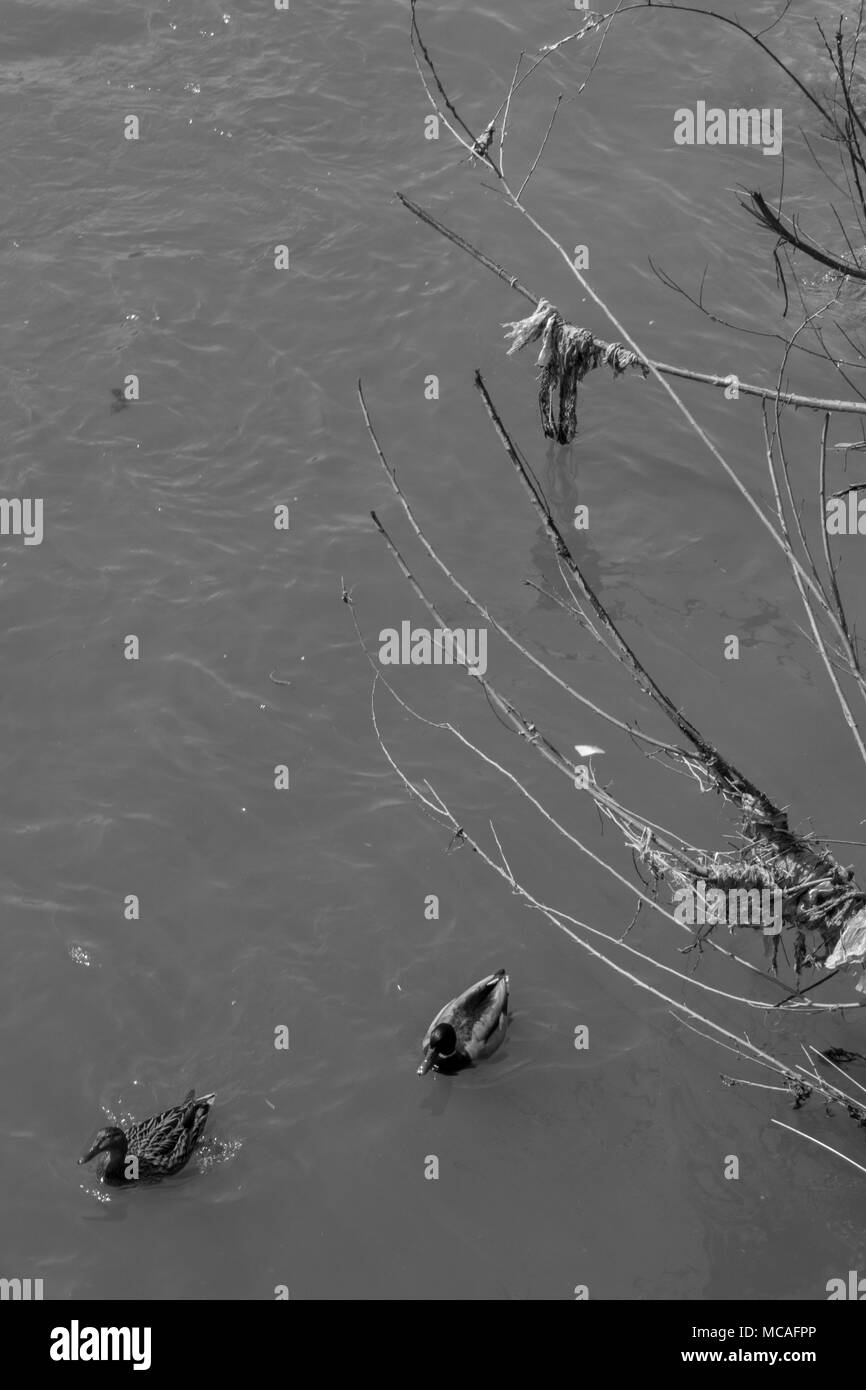 Canards nageant dans une rivière sale noir et blanc. Banque D'Images