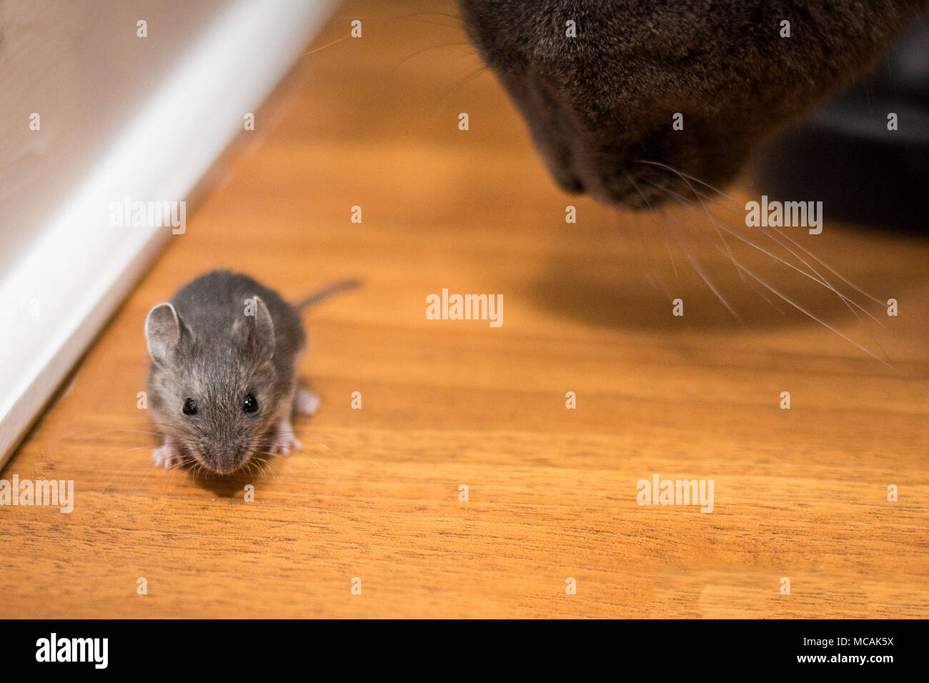Chasse chat pour une souris close up Banque D'Images