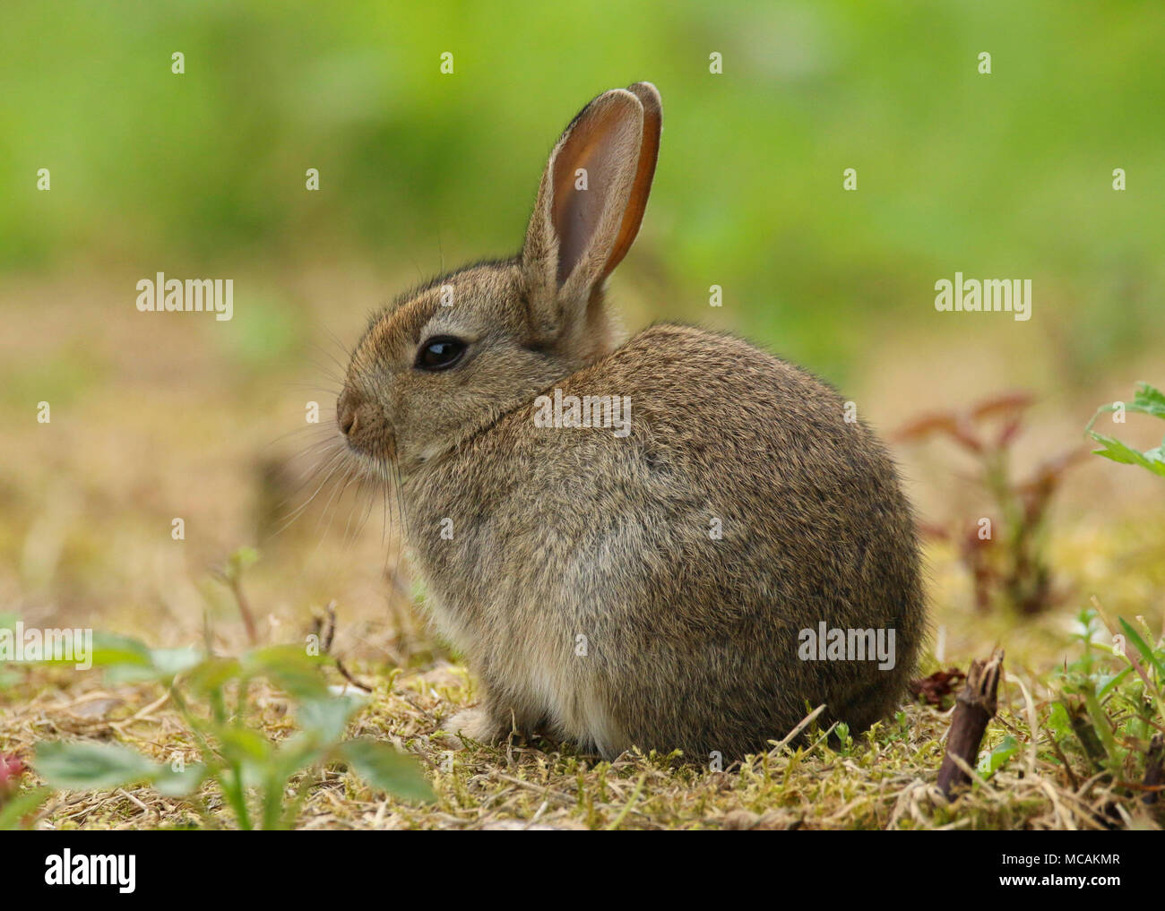 Bebe Lapin Sauvage Dans Un Champ Au Pays De Galles Au Royaume Uni Uk Photo Stock Alamy Bebe Lapin Sauvage Dans Un Champ Au Pays De Galles Au Royaume Uni Uk Photo Stock Alamy