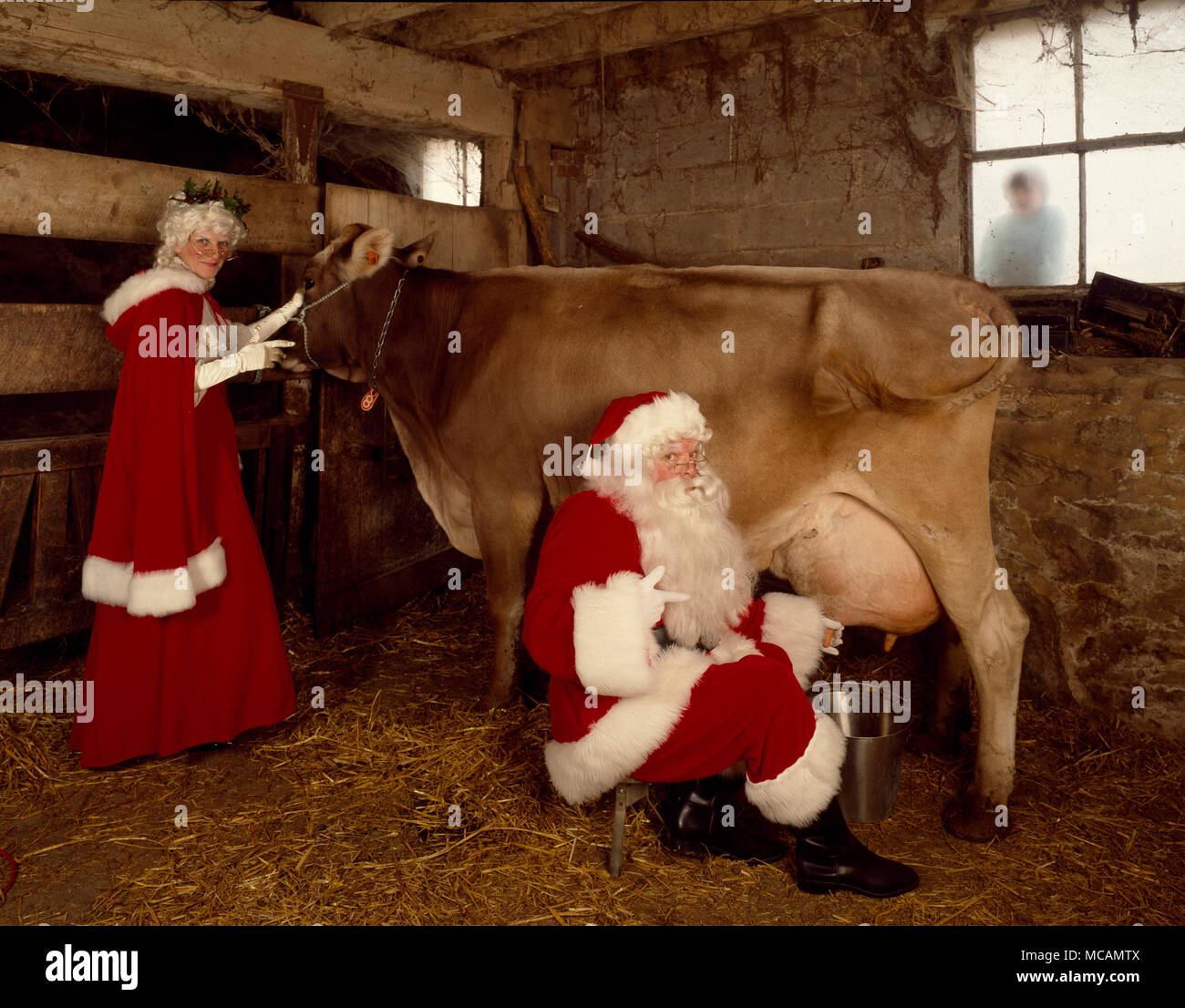 Le Père Noël et Mère Noël traire une vache. Banque D'Images