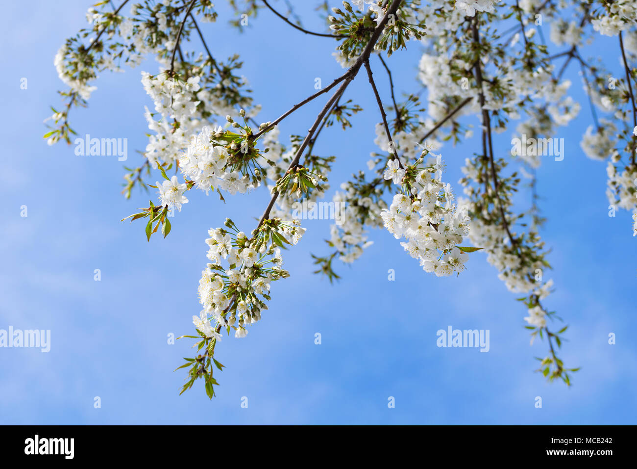 Głębowice, Pologne. 15 avril 2018. Cerisier (Prunus avium L.). Une autre belle journée de printemps. Rapidement la nature vient à la vie. Credit : w124merc / Alamy Live News Banque D'Images