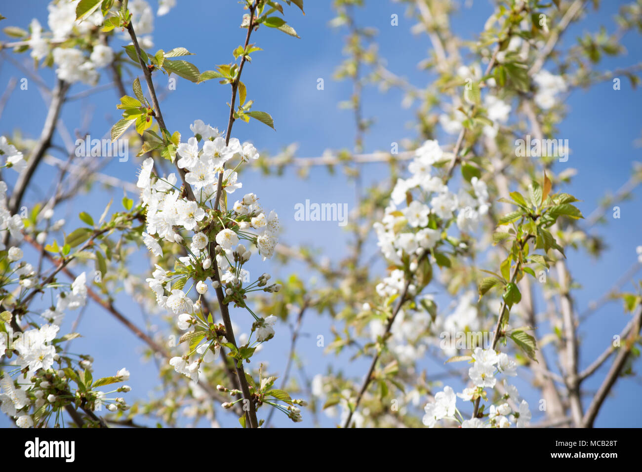 Głębowice, Pologne. 15 avril 2018. Cerisier (Prunus avium L.). Une autre belle journée de printemps. Rapidement la nature vient à la vie. Credit : w124merc / Alamy Live News Banque D'Images