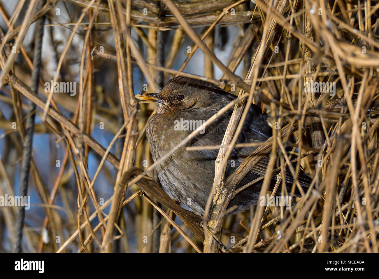 "Cacher" Banque D'Images