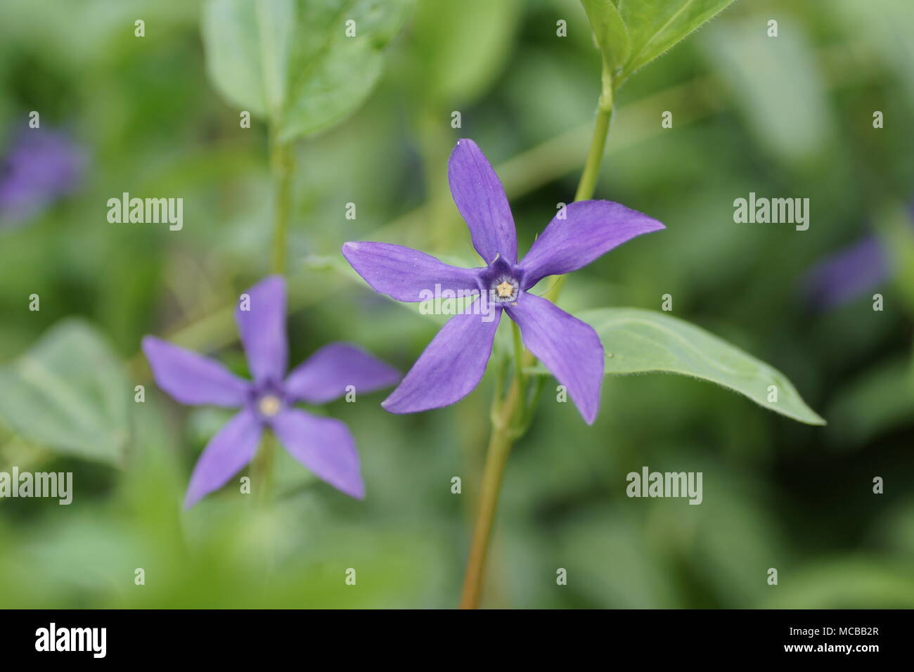 Fleurs de Vinca major var. oxyloba Banque D'Images