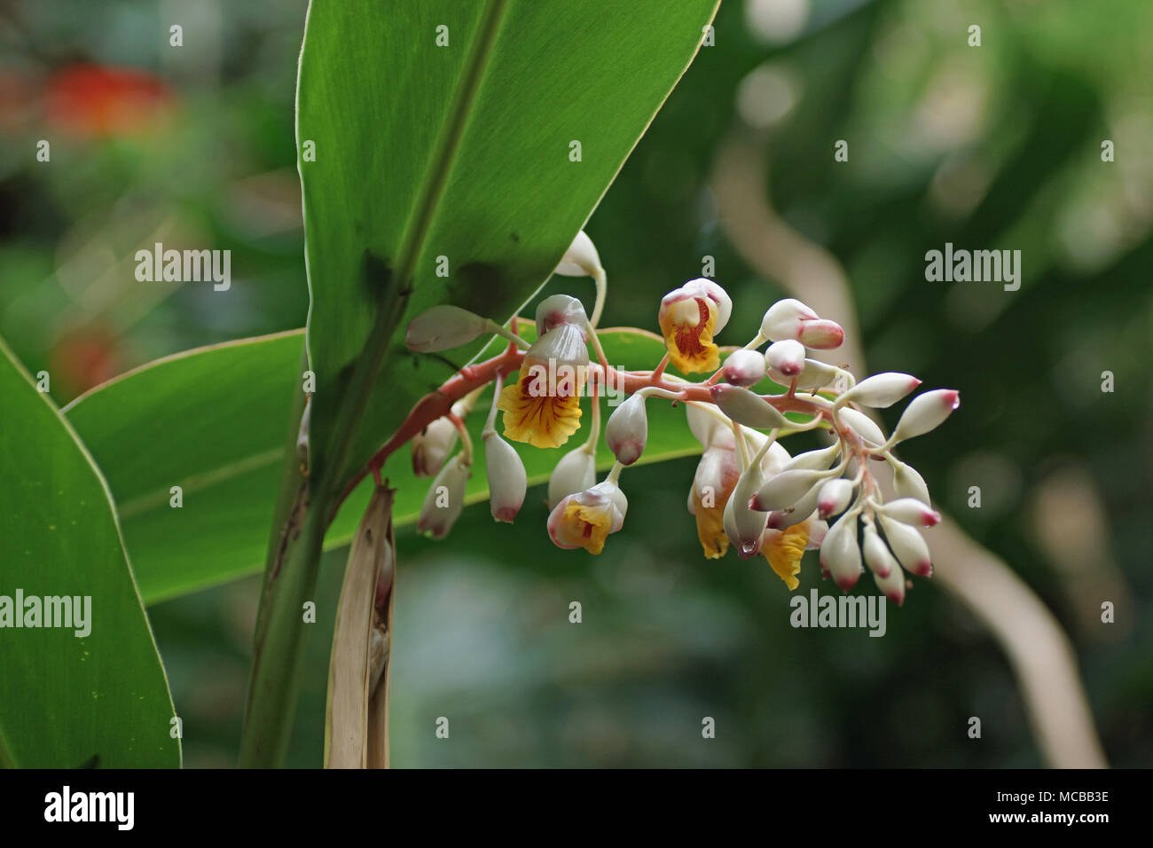 Les fleurs de l'Alpinia zerumbet plantes tropicales Banque D'Images