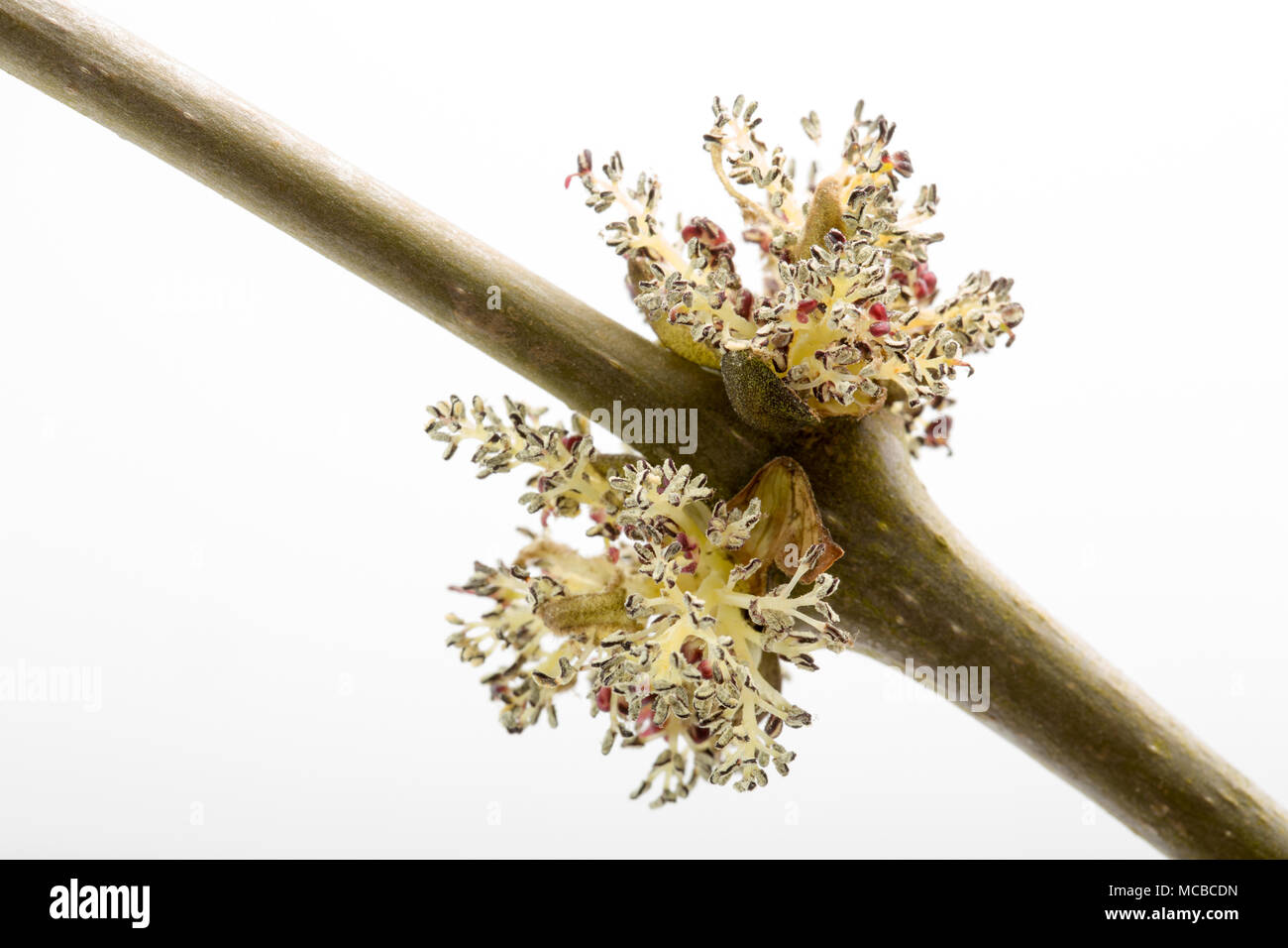 Les fleurs de l'arbre frêne Fraxinus excelsior 15 avril 2018 Dorset England UK. Comme disait l'ancien chêne, frêne avant de tremper dans un chêne, frêne avant, en f Banque D'Images