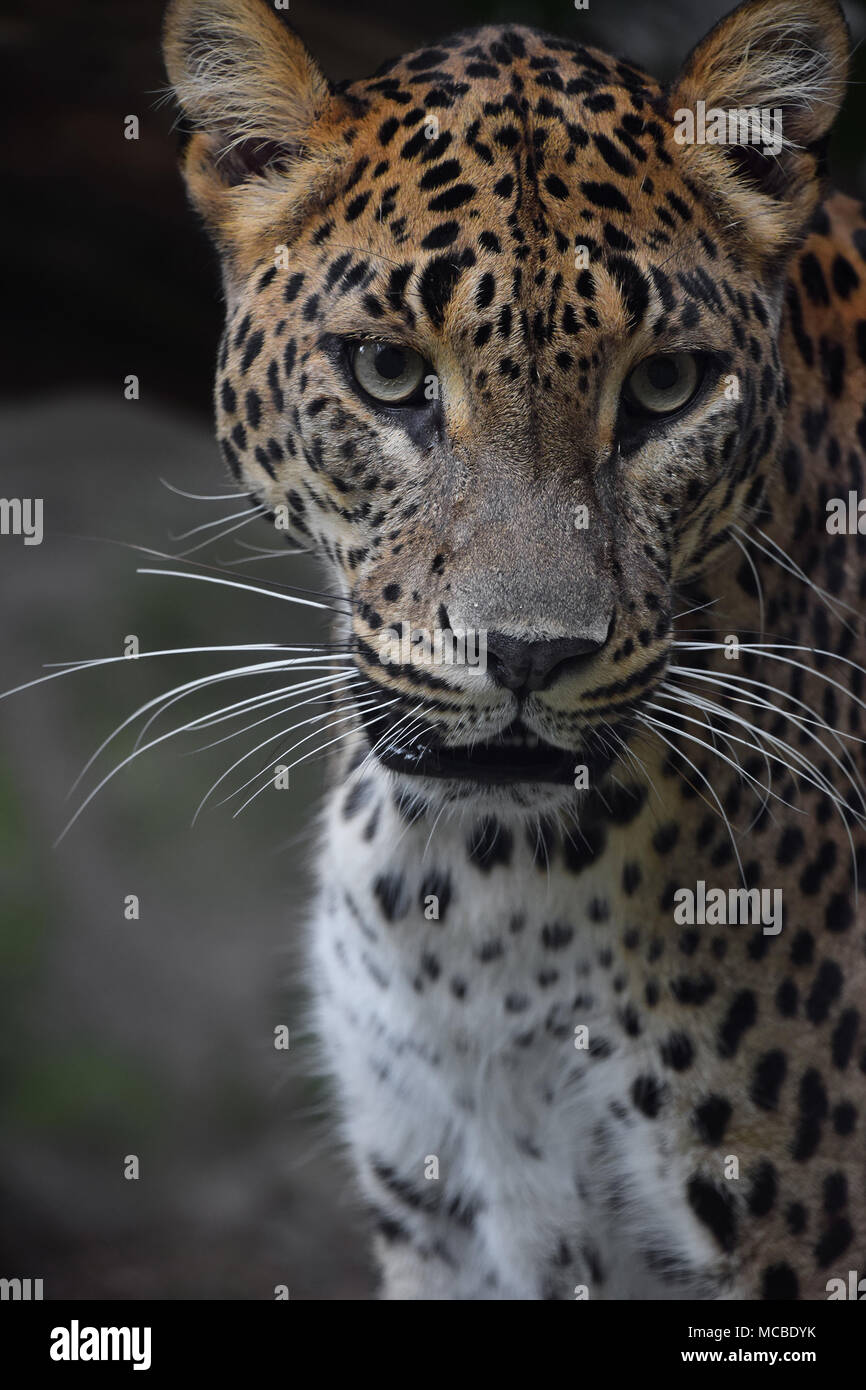 Face à face close up portrait of Persian leopard (Panthera pardus saxicolor) looking at camera, low angle view Banque D'Images