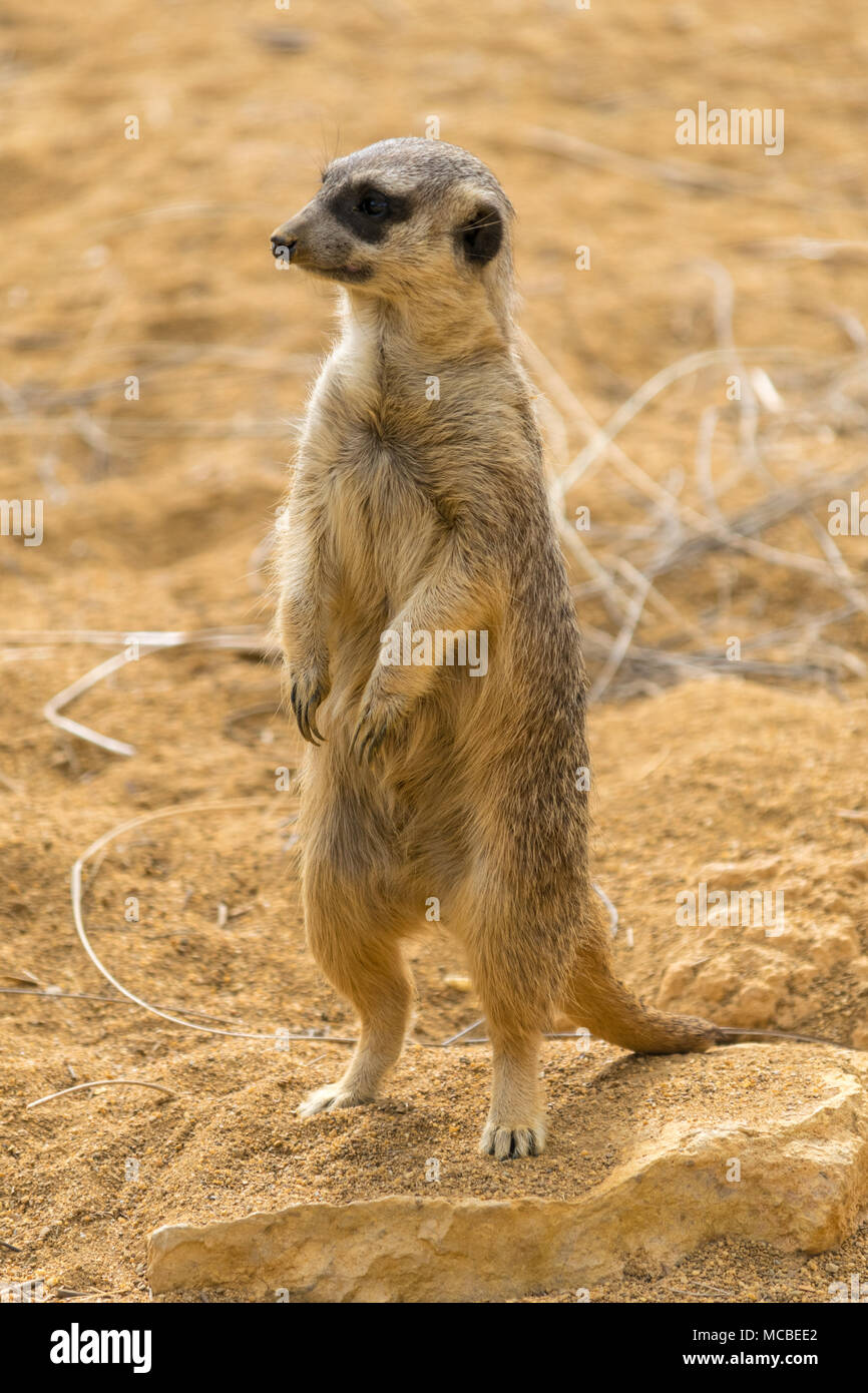 Cute meerkat debout sur watch Banque D'Images