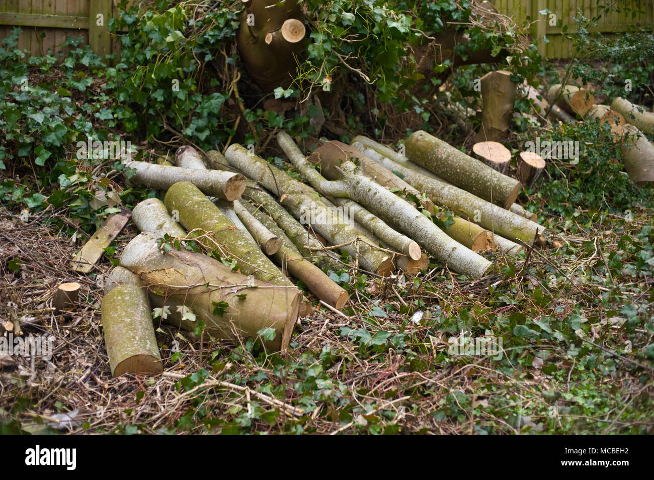 Sciage de bois d'arbres abattus dans une aire de pique-nique à Hay-on-Wye Powys Pays de Galles UK Banque D'Images
