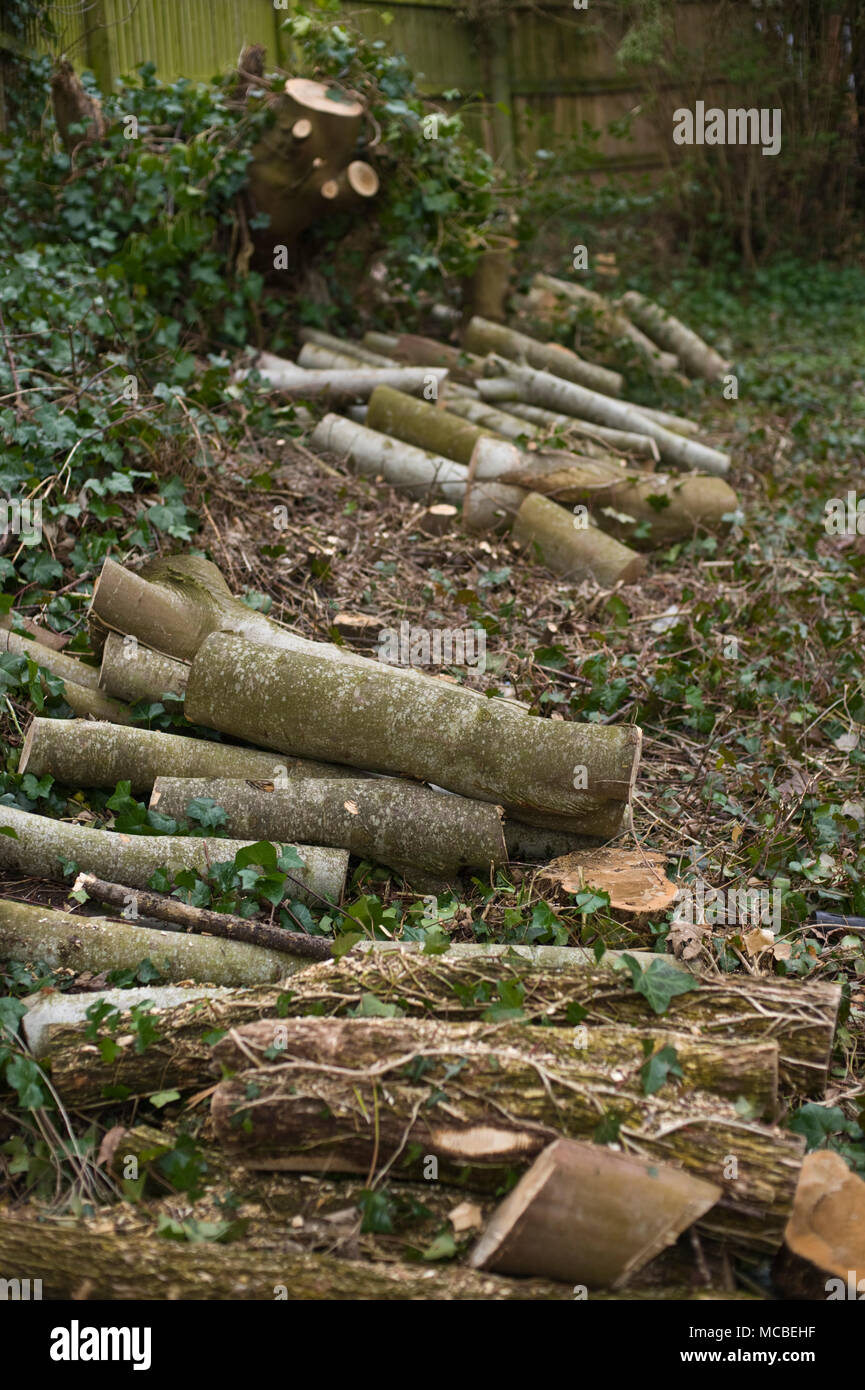 Sciage de bois d'arbres abattus dans une aire de pique-nique à Hay-on-Wye Powys Pays de Galles UK Banque D'Images