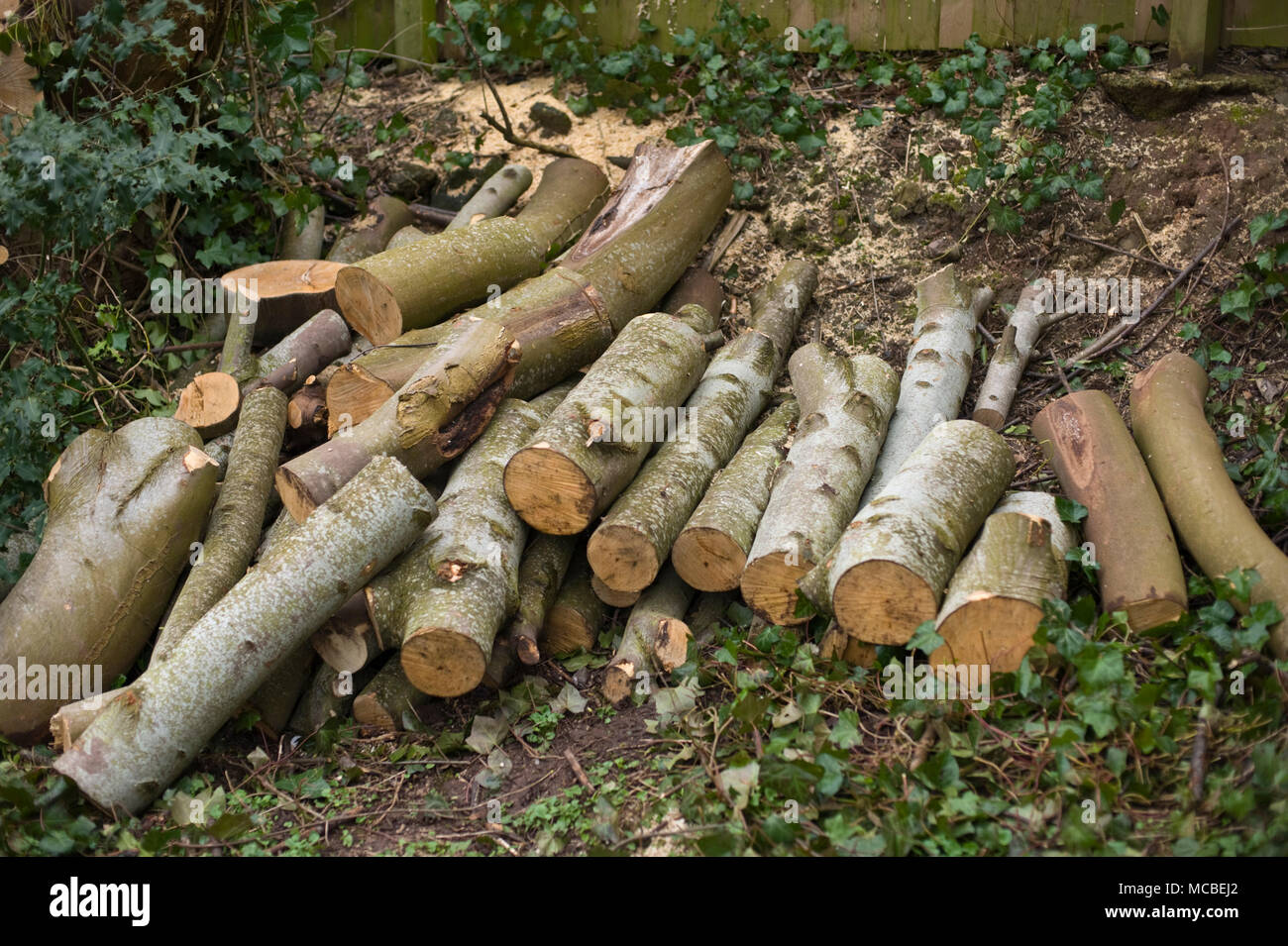 Sciage de bois d'arbres abattus dans une aire de pique-nique à Hay-on-Wye Powys Pays de Galles UK Banque D'Images