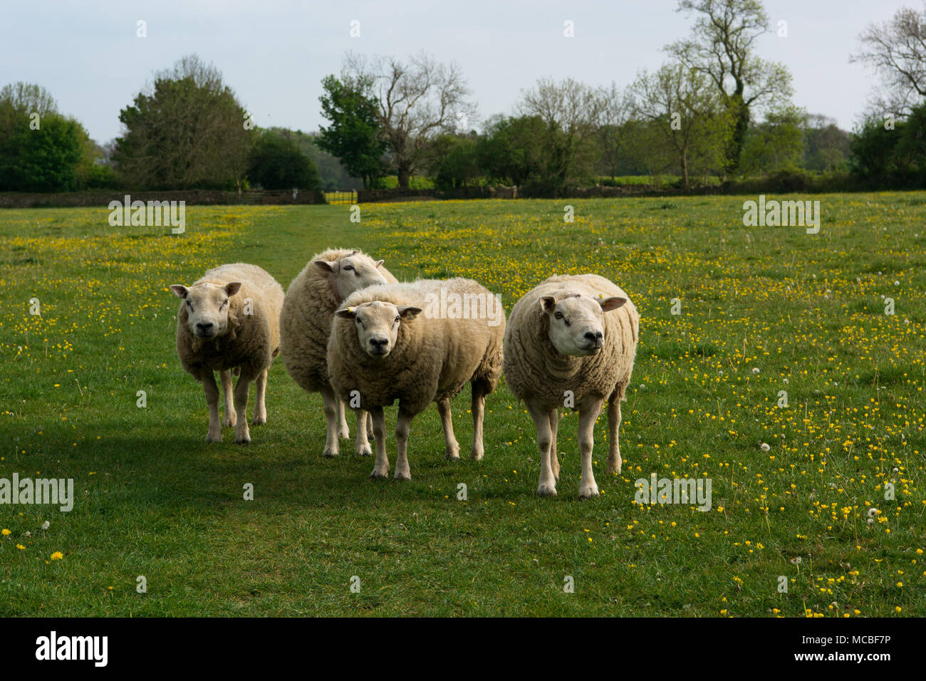 Moutons et agneaux dot les paysages de l'Angleterre rurale Banque D'Images