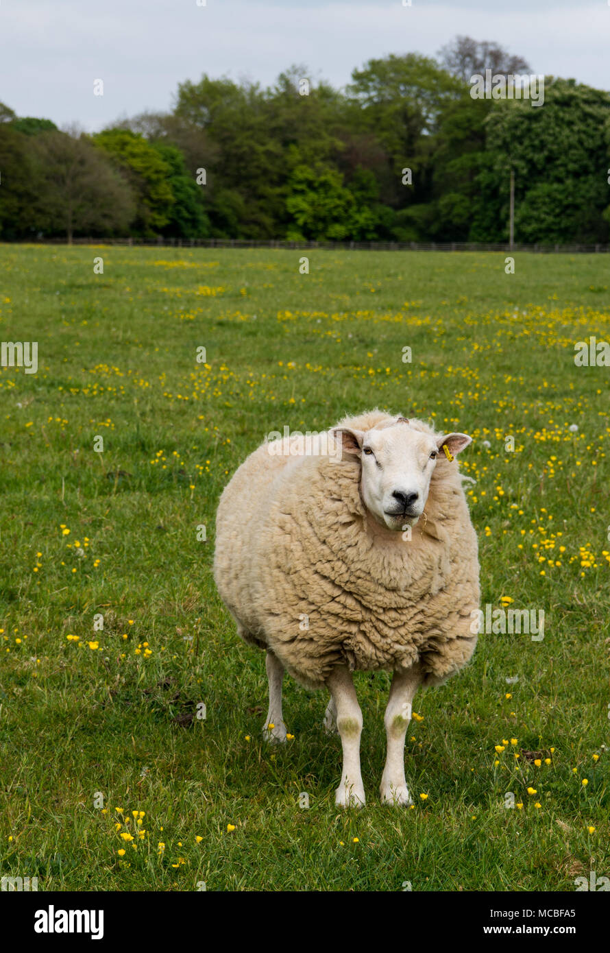 Moutons et agneaux dot les paysages de l'Angleterre rurale Banque D'Images