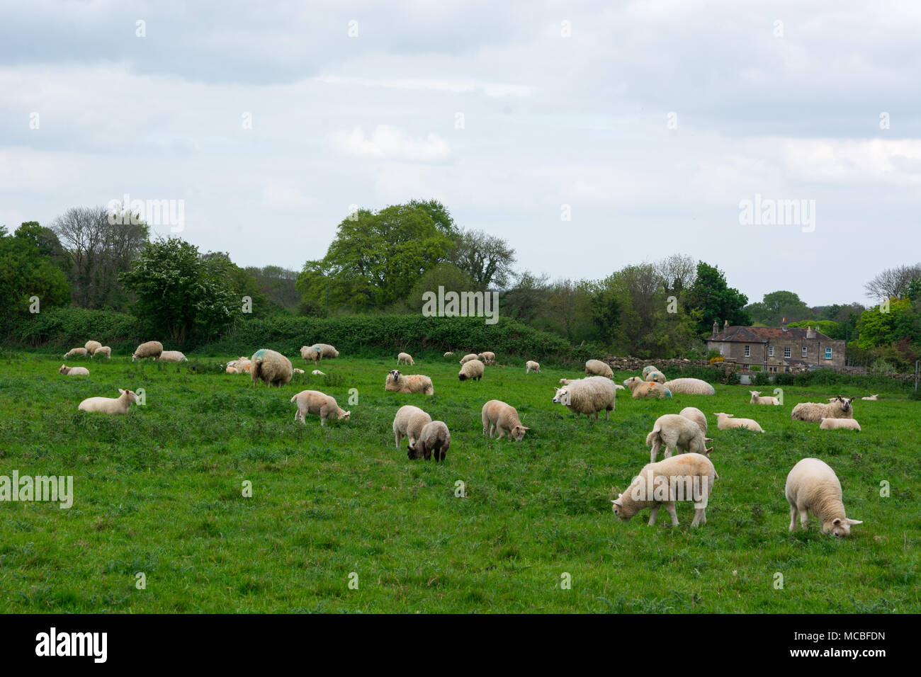 Moutons et agneaux dot les paysages de l'Angleterre rurale Banque D'Images