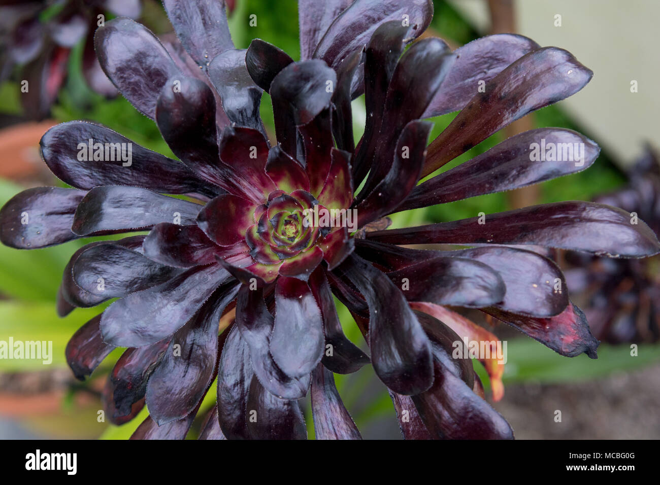 Cactus succulentes noir en fleur avec nature background Banque D'Images