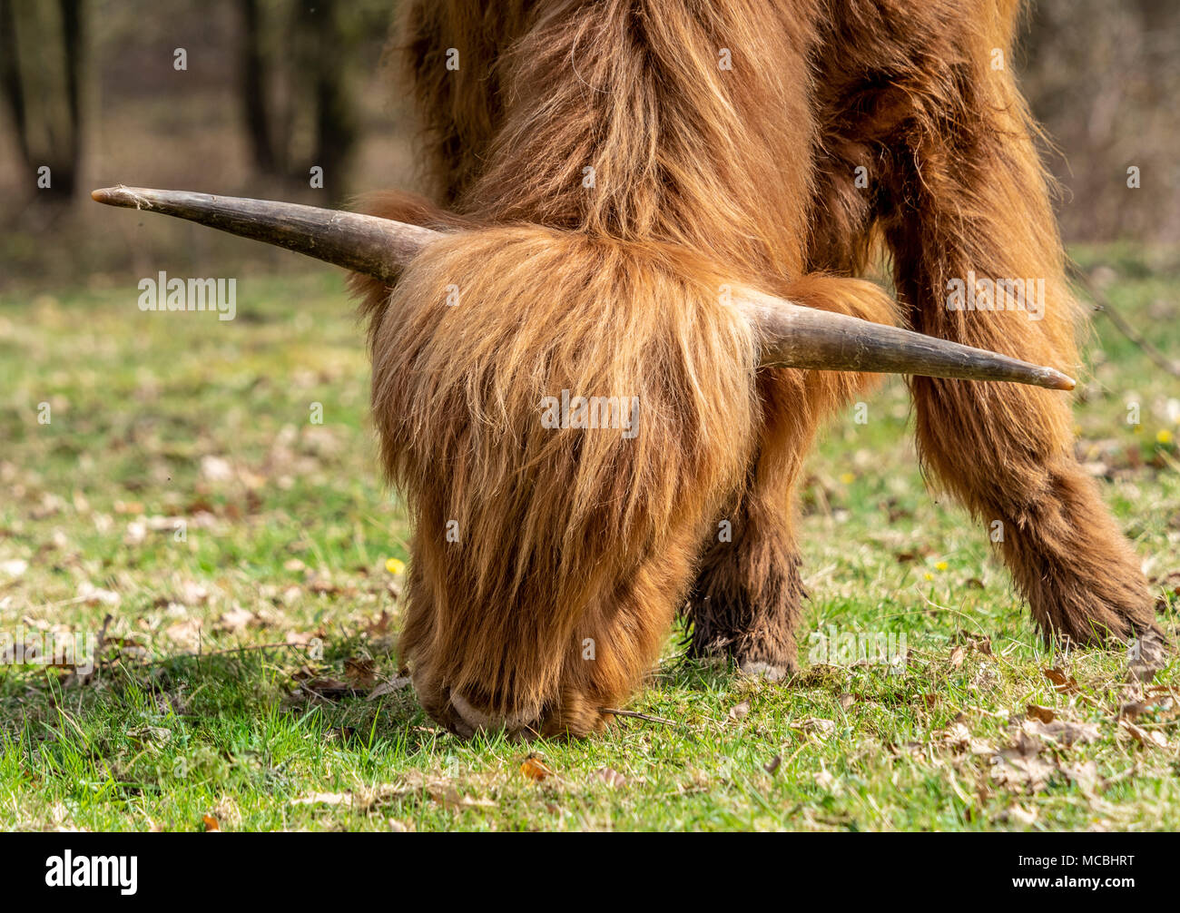 Vache Highland en milieu naturel Banque D'Images