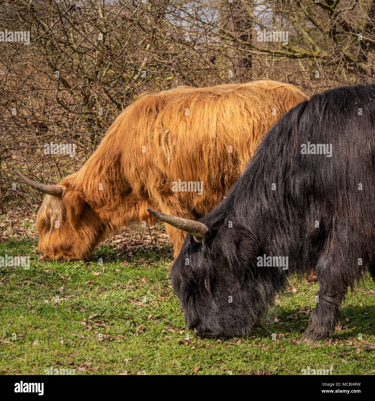 Vache Highland en milieu naturel Banque D'Images