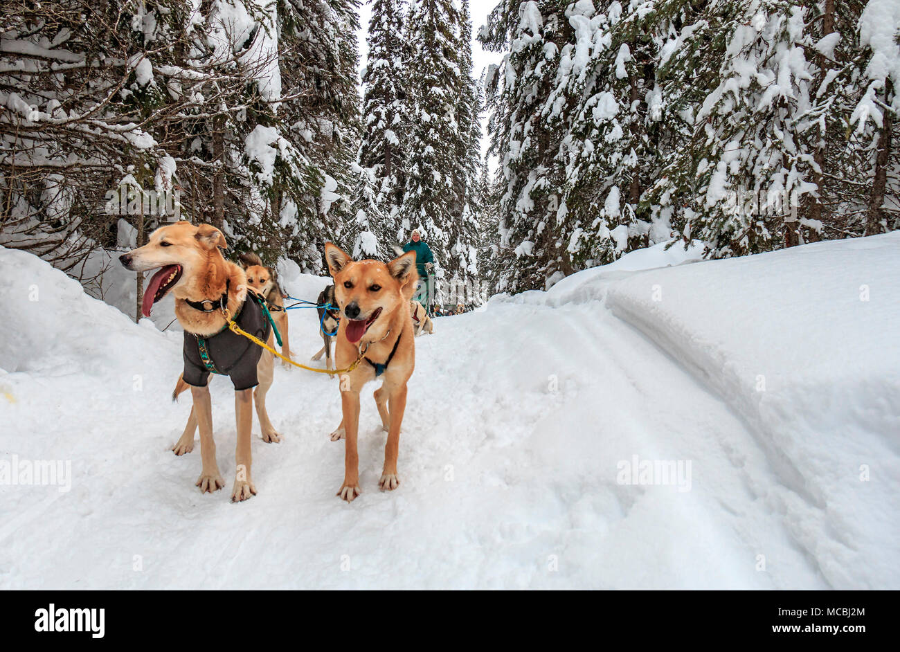 Tour de traîneau à chien avec Chien de Traîneau Mountain Man Adventures à Sun Peaks Resort en Colombie-Britannique, Canada. Les clients peuvent prendre dans le traîneau tiré par des chiens. Et ils ont la chance de conduire le traîneau pendant le tour. Ici, une femme tente d'exécuter dans un traîneau à travers les bois. La plupart des chiens de traîneau ne sont pas Siberian Huskies, mais sont un croisement de beaucoup de chiens qui sont maigres et rapide. Le croisement est appelé Alaskan Husky. Banque D'Images