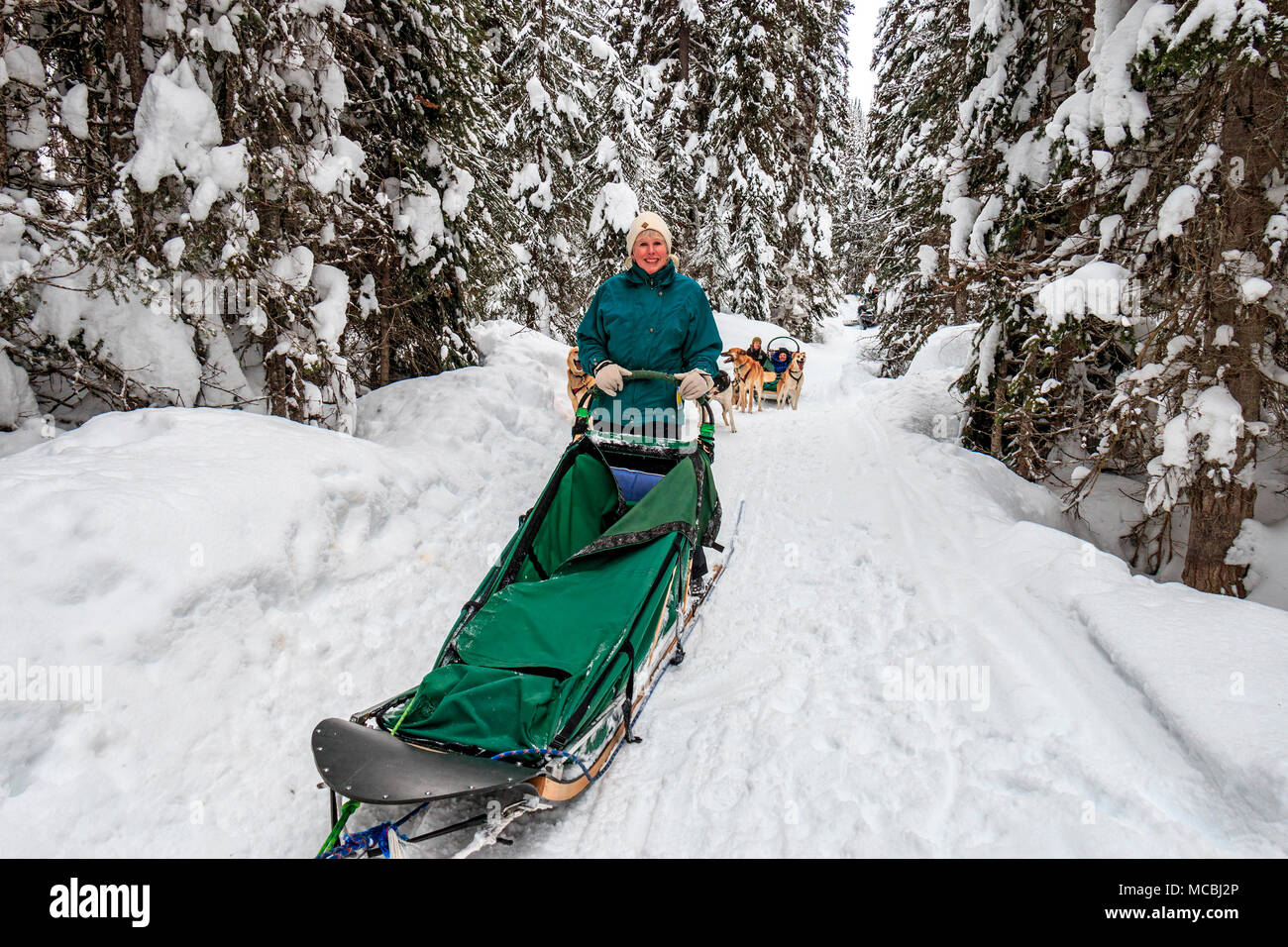 Tour de traîneau à chien avec Chien de Traîneau Mountain Man Adventures à Sun Peaks Resort en Colombie-Britannique, Canada. Les clients peuvent prendre dans le traîneau tiré par des chiens. Et ils ont la chance de conduire le traîneau pendant le tour. Ici, une femme tente d'exécuter dans un traîneau à travers les bois. La plupart des chiens de traîneau ne sont pas Siberian Huskies, mais sont un croisement de beaucoup de chiens qui sont maigres et rapide. Le croisement est appelé Alaskan Husky. Banque D'Images