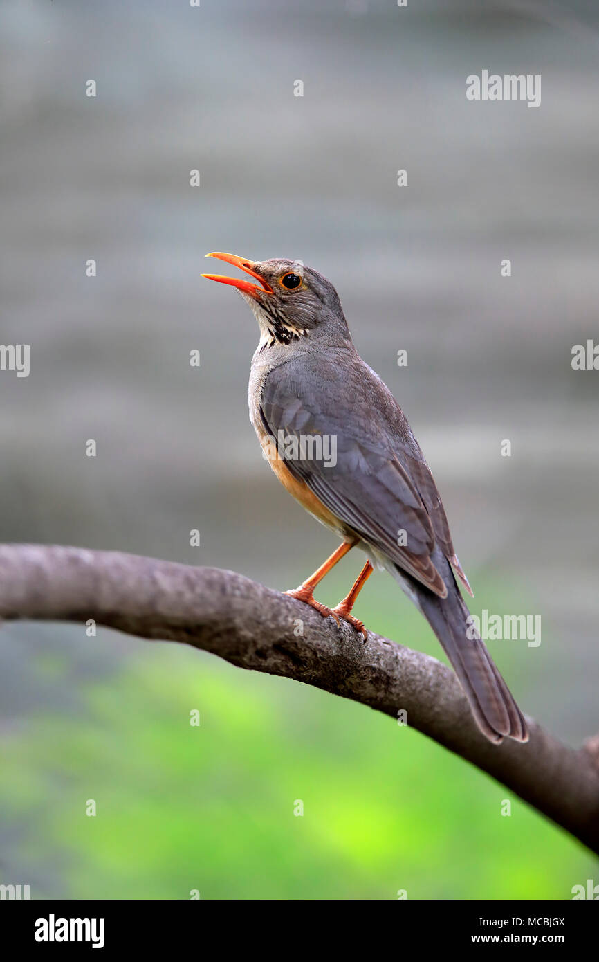 Kurrichane thrush (Turdus libonyanus), Sitting on branch, crier, Sabi Sand Game Reserve, Kruger National Park, Afrique du Sud Banque D'Images