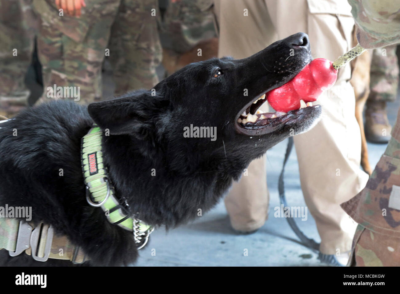 L'AÉRODROME DE BAGRAM (Afghanistan) - Hulk, un chien détecteur de bombes américaines avec K-9 Services de détection, joue tug-o-war avec un agent des douanes à l'aérodrome de Bagram, en Afghanistan, le 23 mars. Après avoir réussi à contrôler les bagages pour des explosifs ou de la drogue, les chiens de détection sont récompensés par leurs jouets Kong. Banque D'Images