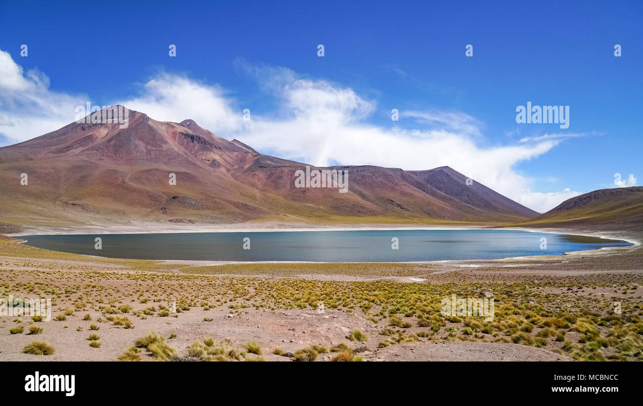 Désert d'Atacama et de la faune Banque D'Images