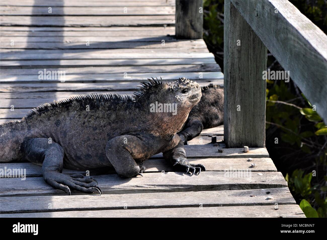 Iguane marin unique des îles Galapagos Banque D'Images