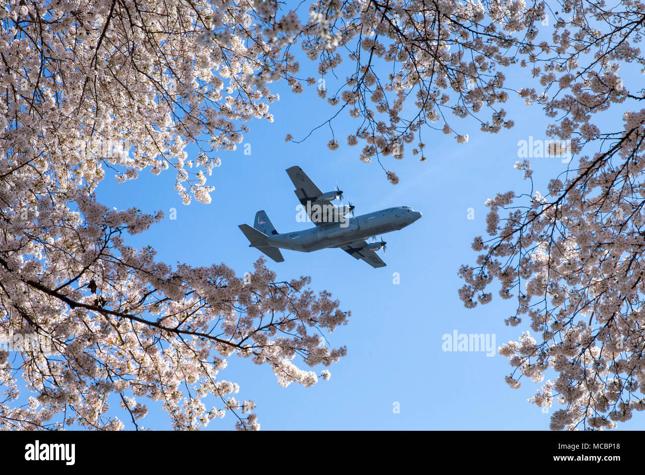 Un Air Force C-130J Super Hercules affecté à la 36e Escadron de transport aérien survole Yokota Air Base, au Japon, lors d'une mission de formation, le 30 mars 2018. Arbres de Sakura a fleuri à Yokota huit jours plus tôt que l'année dernière. Banque D'Images