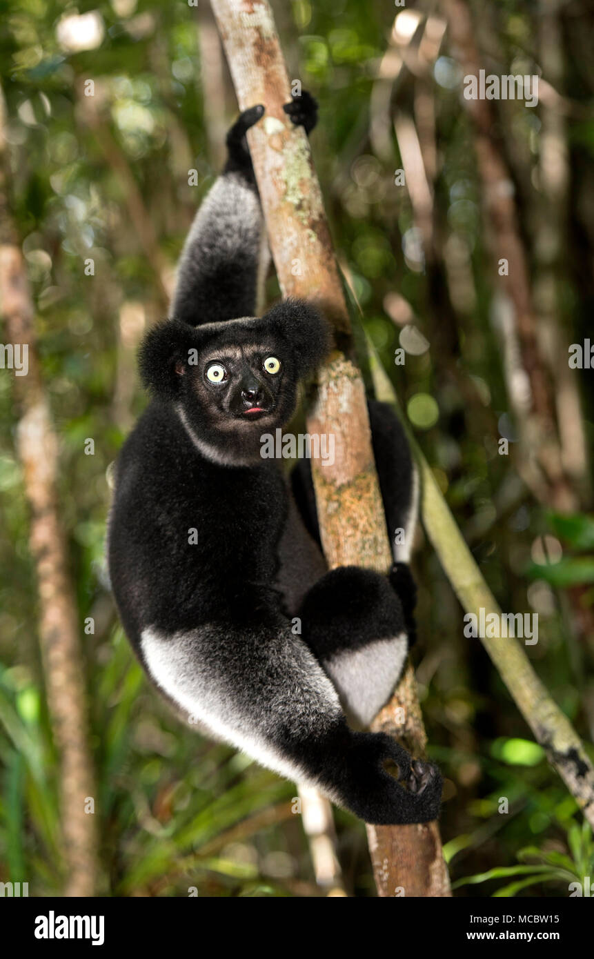 L'Indri Indri (Indriidae famille), endémique à Madagascar, couleur morph Ankanin Ny Nofy, Madagascar Banque D'Images