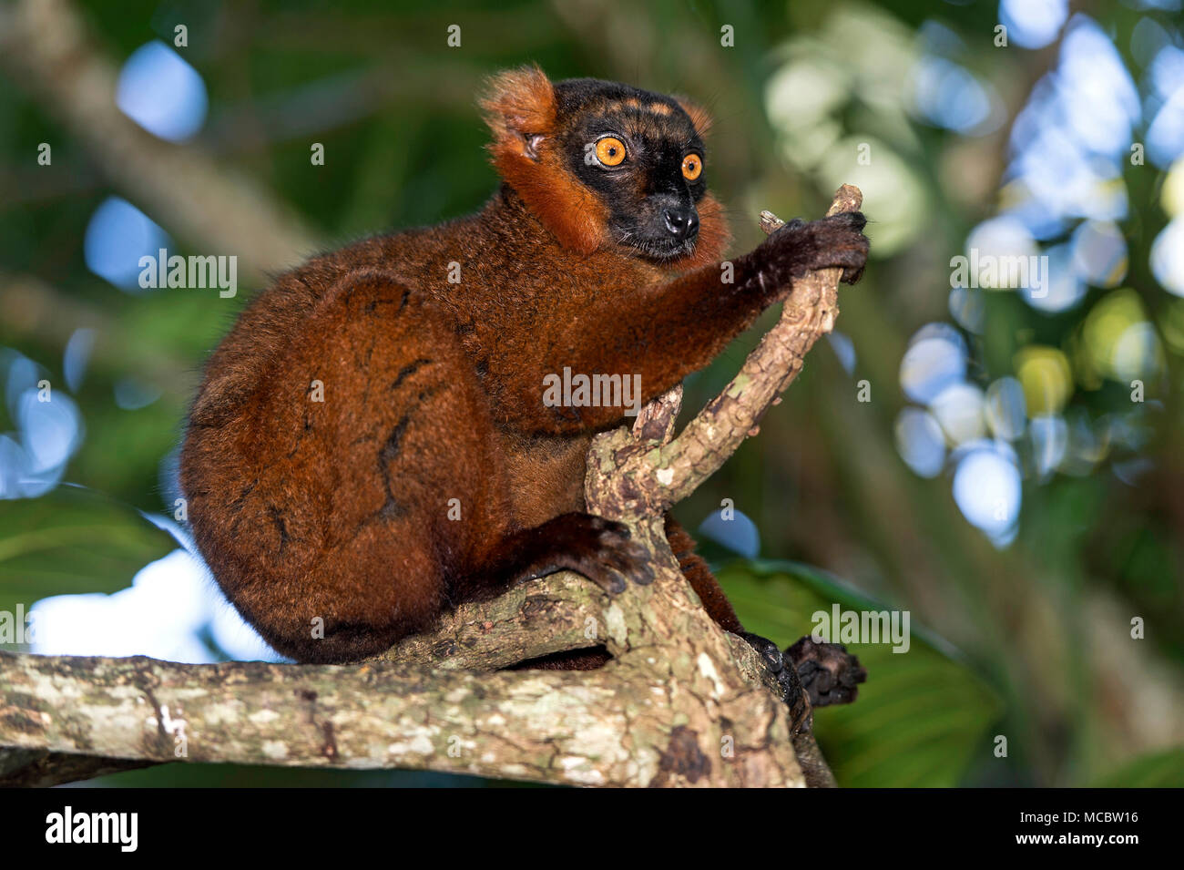 Lémurien noir (Eulemur macaco), la famille Lemuridae, endémique à Madagascar, Ankanin Ny Nofy, Madagascar Banque D'Images