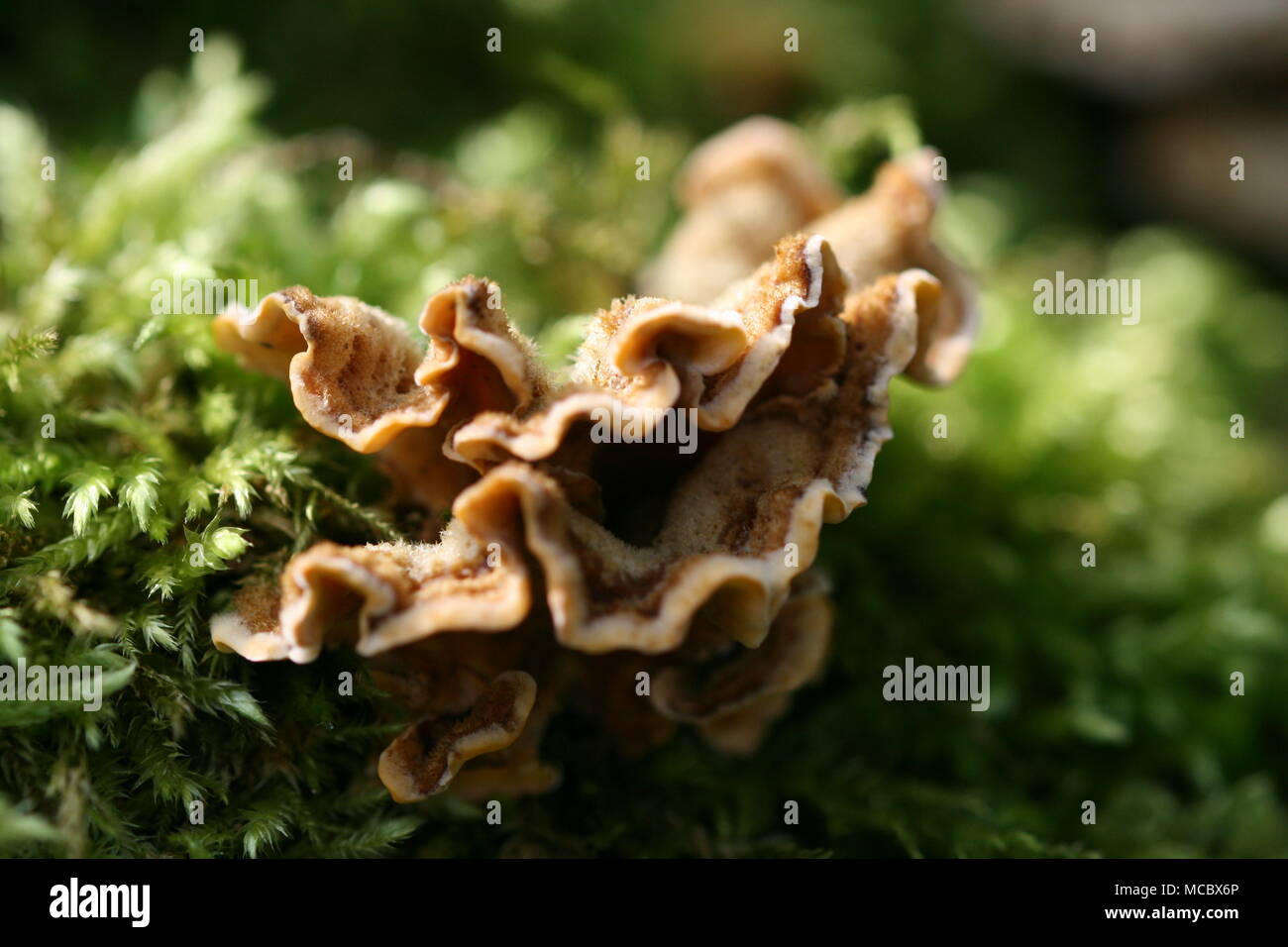 Rideau poilue champignon Stereum hirsutum (croûte) Banque D'Images