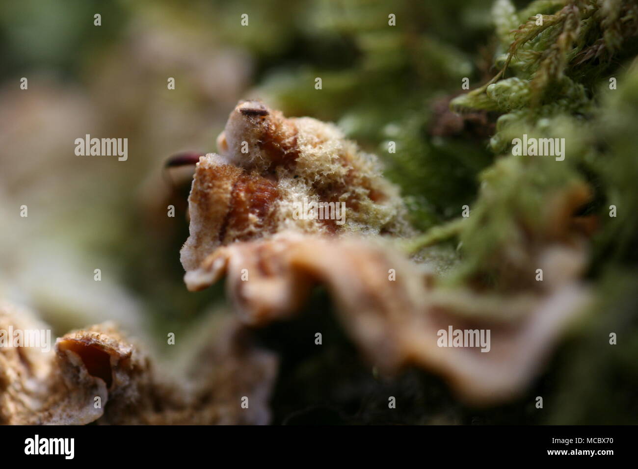 Rideau poilue champignon Stereum hirsutum (croûte) Banque D'Images