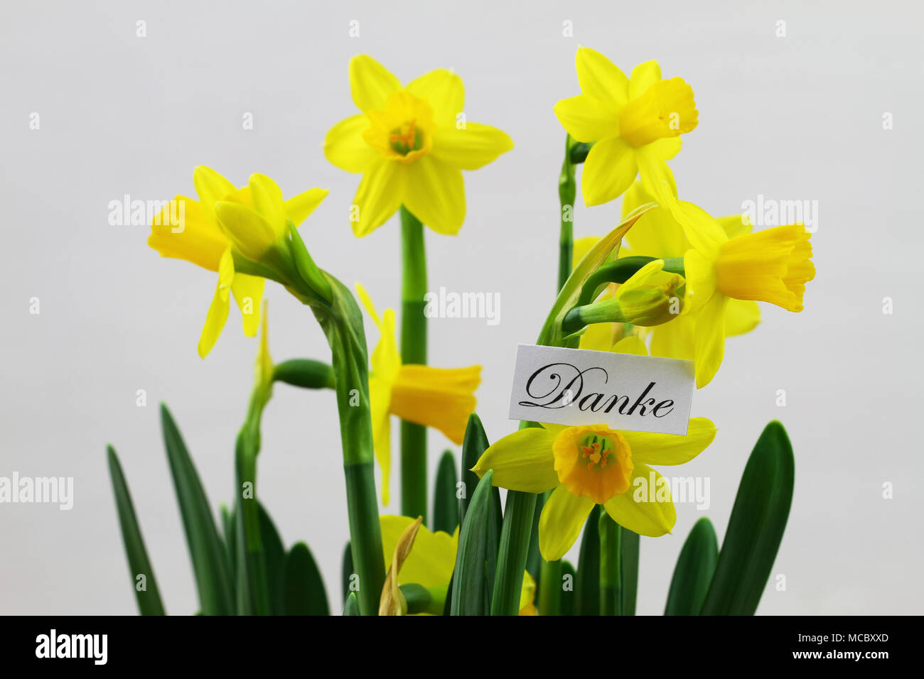 Danke (merci en allemand) Carte avec jonquilles Banque D'Images